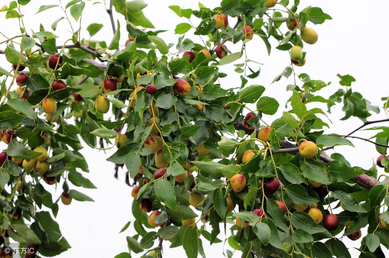 俗话说一日吃三枣一生不显老,每天吃三枣让你一辈子不显老