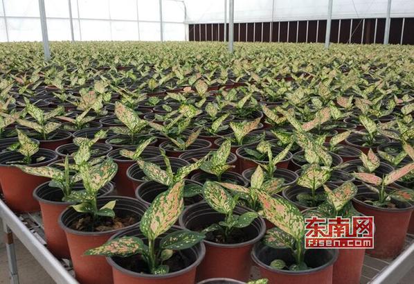 「乡村振兴巾帼行动」莆田张谋婧：因水晶泥滞销与花结缘小门店跃升为公司