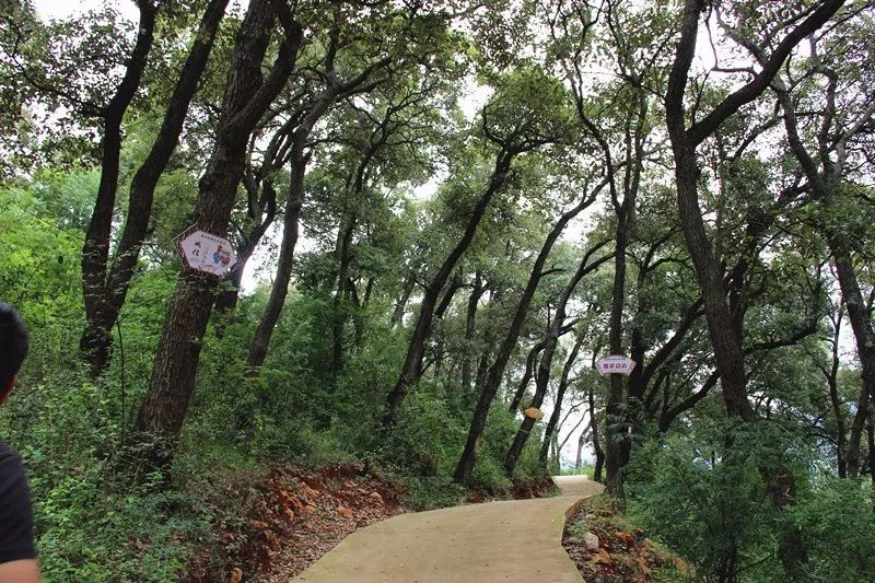 「发现」跳上生态旅游的“舞台”——看泸西阿平村如何美丽嬗变~