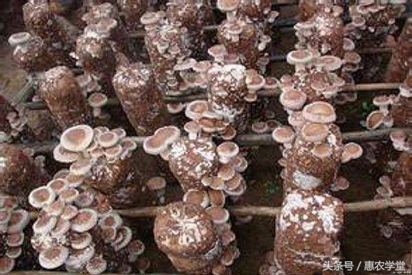 桑枝粉碎种植香菇,桑枝袋料香菇的栽培