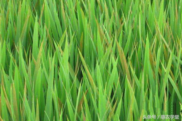 水稻苗期叶尖发黄干枯是什么原因,水稻叶尖发白是怎么回事