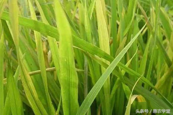 水稻苗期叶尖发黄干枯是什么原因,水稻叶尖发白是怎么回事