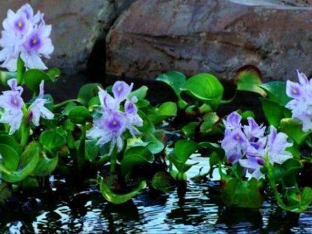 水葫芦外来物种入侵案例,水葫芦如何在室内养