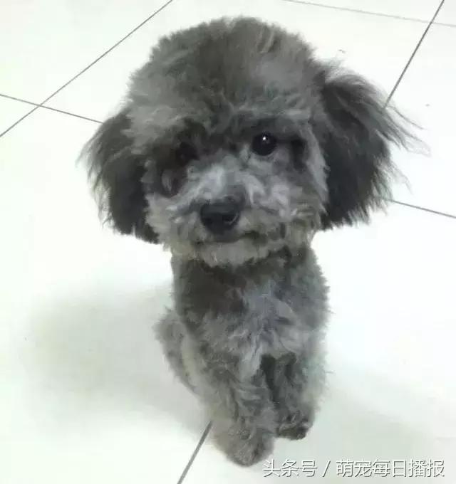 捡了一只黑色泰迪找不到主人,捡回家一只泰迪