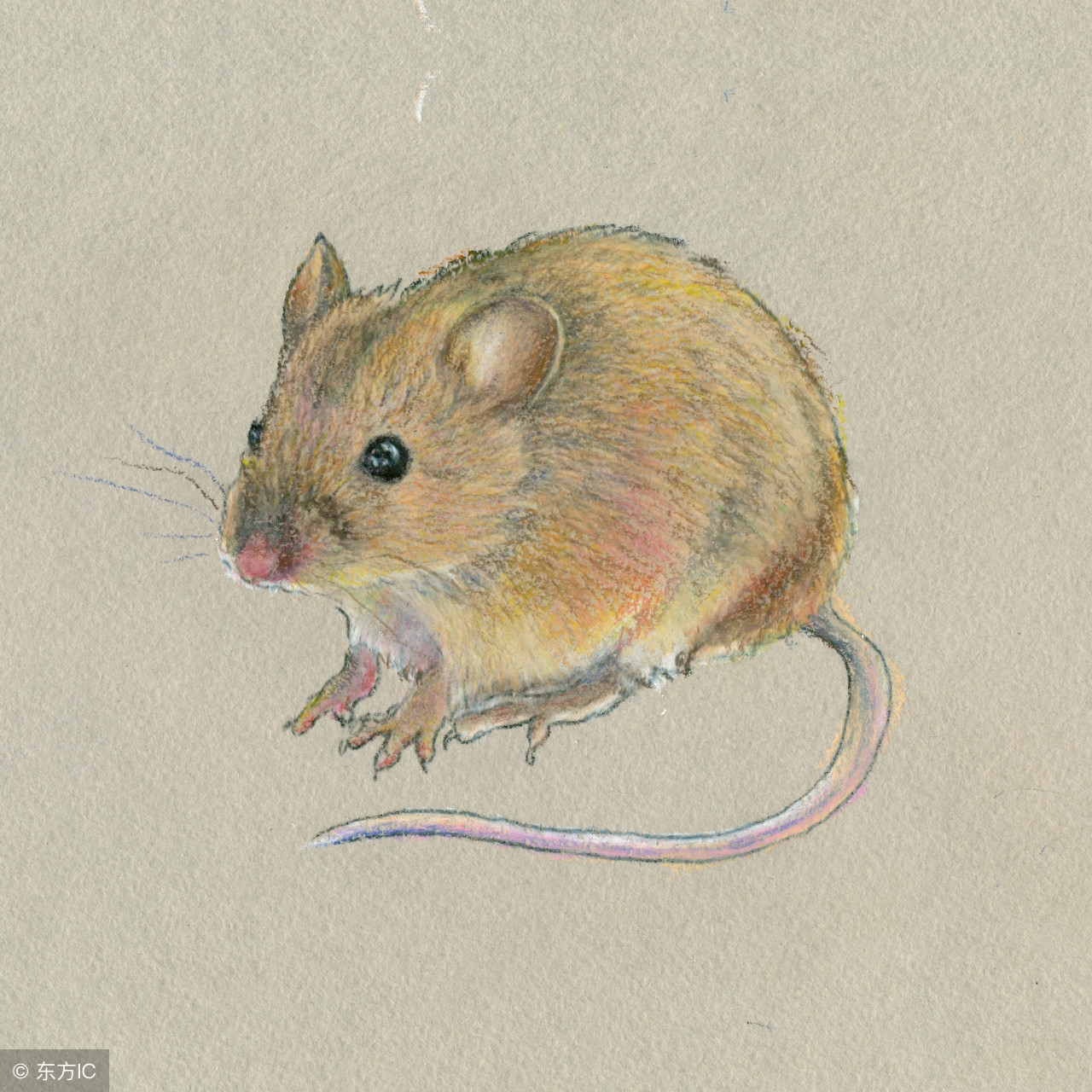 生肖鼠的人2018运气怎么样,生肖鼠的人在2019年如何