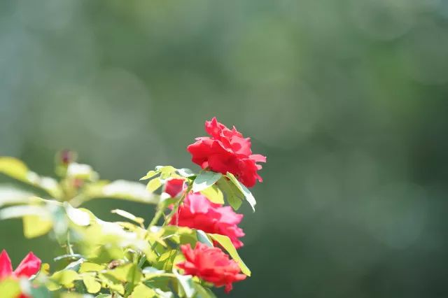 绱㈠凹selp1650闀滃ご璇勬祴,闀跨劍澶х偖鎺ㄨ崘渚垮疁