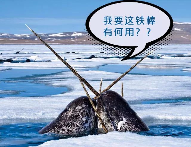 虎骨大补丸,虎骨大补