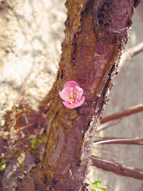断经了食疗怎么恢复正常,经断复来中医辨证论治