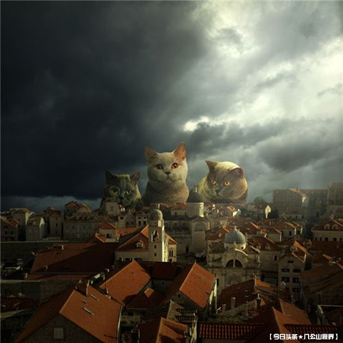 有关动物的小说,动物小说黑马