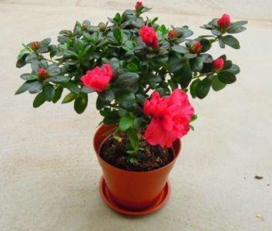 夏季杜鹃花叶子发白是什么原因,杜鹃花叶片发黑焦枯怎么办