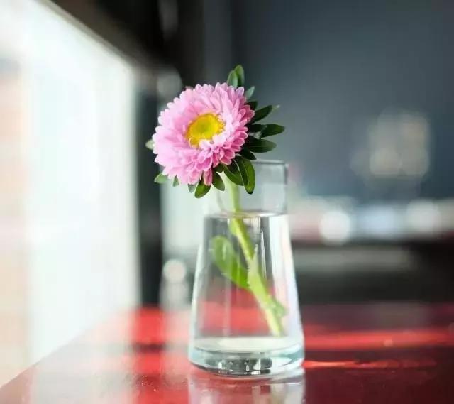 十二星座的专属玫瑰花是什么,十二星座喜欢什么玫瑰花