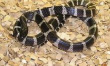 银环蛇咬伤生命垂危,银环蛇被蛇咬伤的真实视频