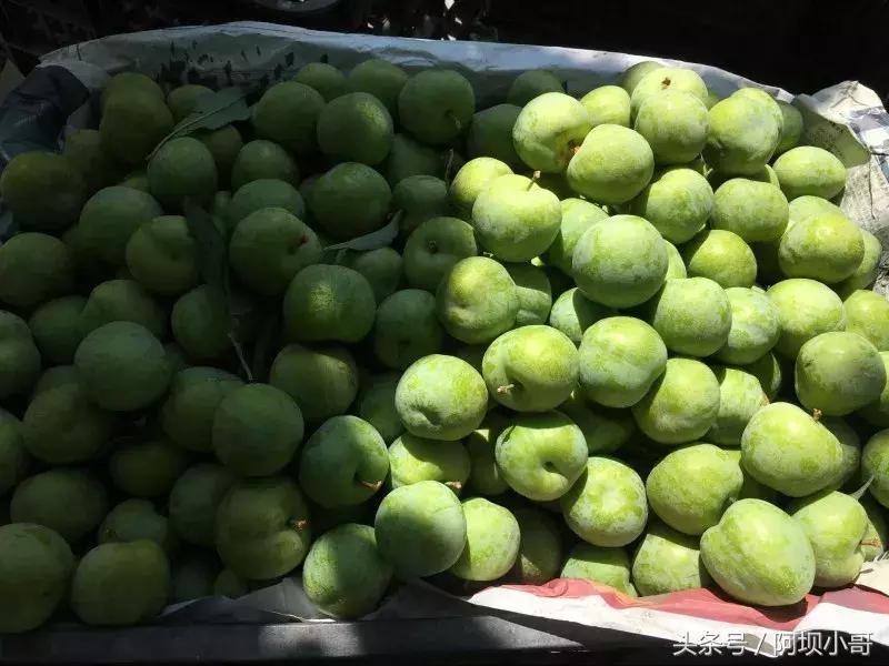 相约盛夏七月，康养汶川的李子熟了！花椒红了！