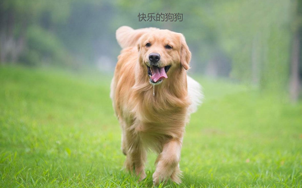 老板，还要不要这只82年的狗？