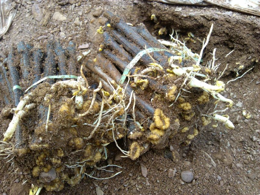 葡萄怎么扦插最好,葡萄怎么扦插成活