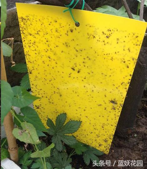 养花小黑飞怎么消灭最彻底,阳台种花怎么防止小黑飞