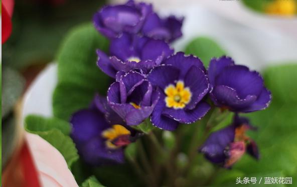 养花小黑飞怎么消灭最彻底,阳台种花怎么防止小黑飞