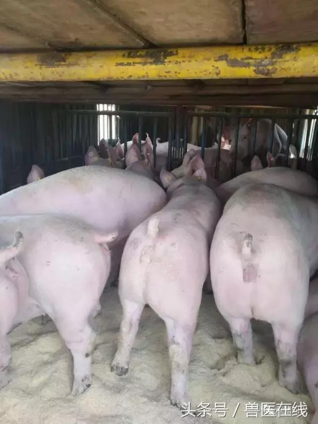 母猪断奶后不发情的原因,母猪断奶后不怀孕