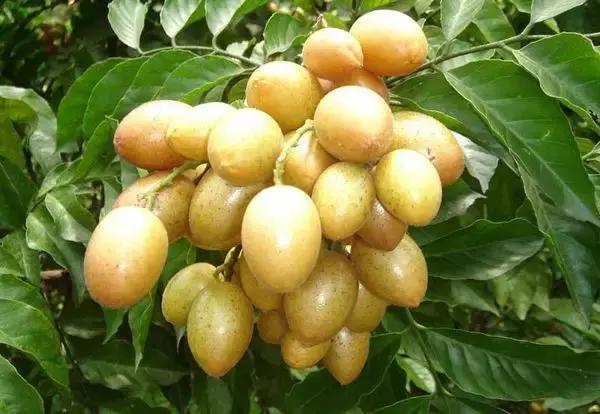 广州南沙冬天有番石榴摘吗,元旦广州摘番石榴