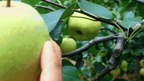 广州南沙冬天有番石榴摘吗,元旦广州摘番石榴