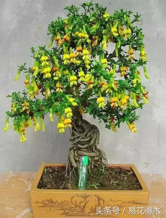 金雀南雀和北雀区别,金雀品种是南雀好还是北雀好