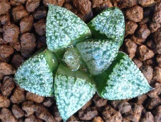 白银寿多肉的养殖方法,白银寿徒长叶子可以掰吗