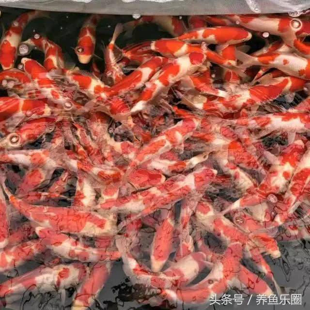 35度高温养锦鲤,锦鲤鱼缸高温怎么办