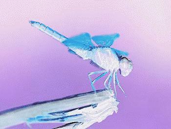 夏天下雨的时候蜻蜓,夏天下雨了京城胡同