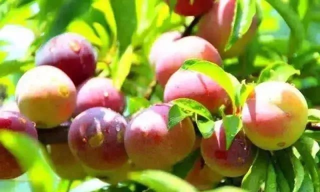 湖北42个示范村名单,湖北省重磅村名单