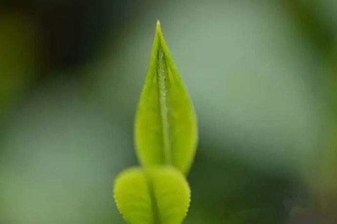 湖北42个村社区入选名单,湖北省重磅村名单