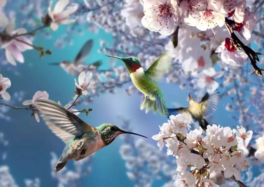 早上好清晨送你一首吉祥的歌,早上好喜鹊报喜的叫声