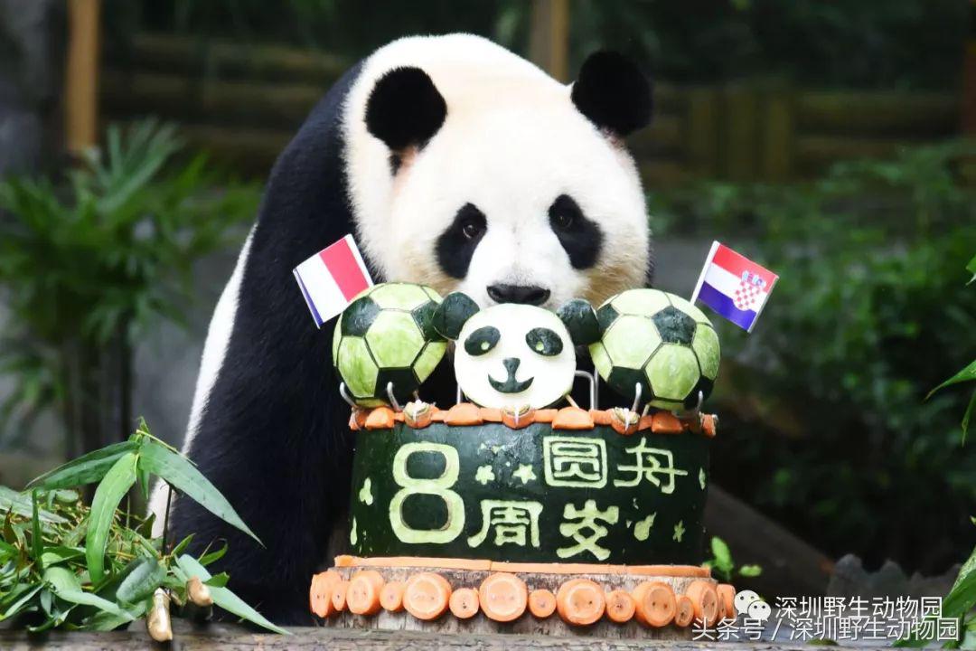 圆舟8岁啦！品足球蛋糕，预测世界杯，猫粉冒雨为他庆生！