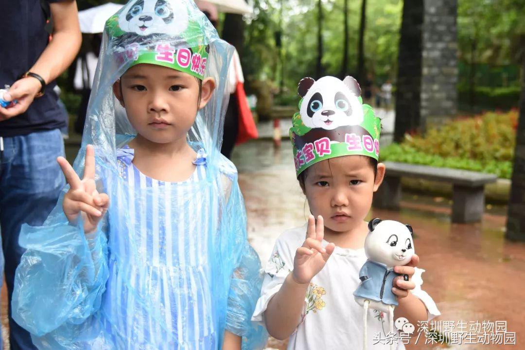 圆舟8岁啦！品足球蛋糕，预测世界杯，猫粉冒雨为他庆生！