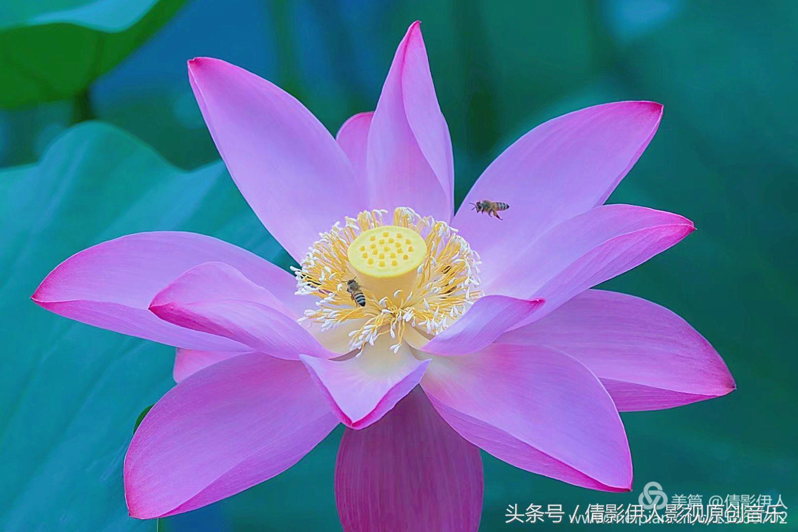 荷花之歌,立夏荷花音乐