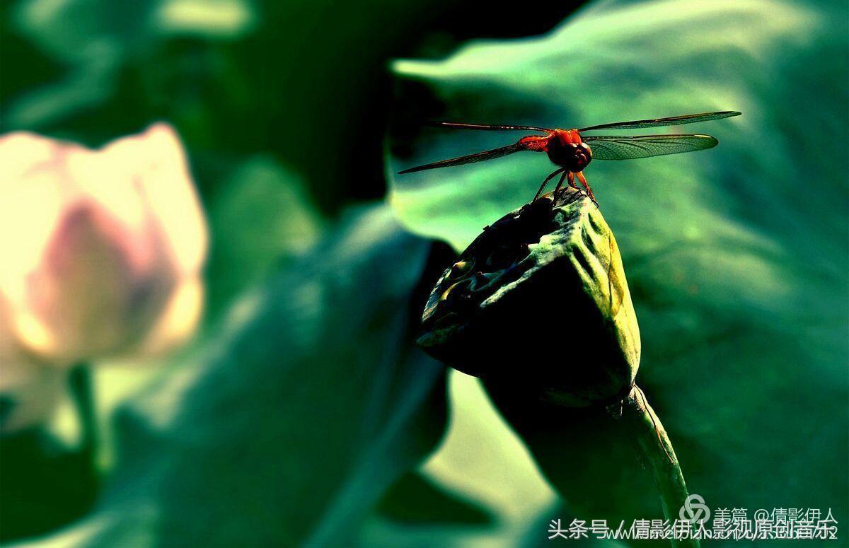 荷花之歌,立夏荷花音乐