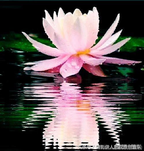 荷花之歌,立夏荷花音乐