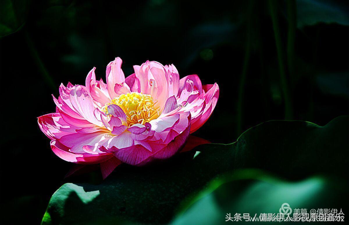 夏荷晕倒在海教官怀里,夏荷最美的十首诗