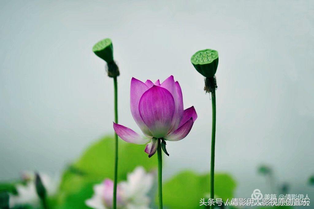 荷花之歌,立夏荷花音乐