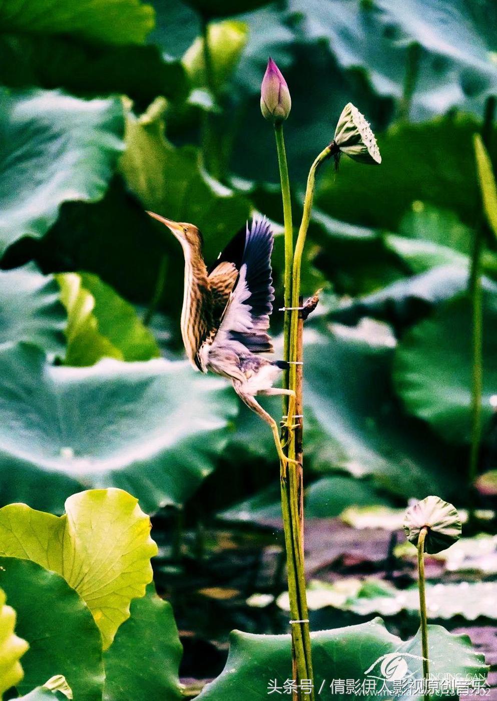 荷花之歌,立夏荷花音乐
