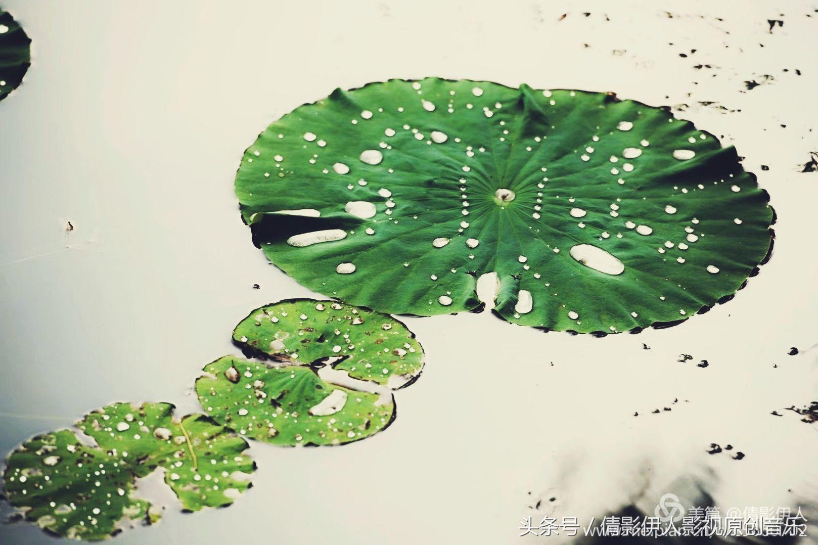 夏荷晕倒在海教官怀里,夏荷最美的十首诗