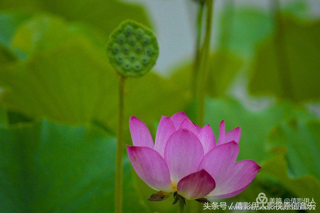 夏荷晕倒在海教官怀里,夏荷最美的十首诗