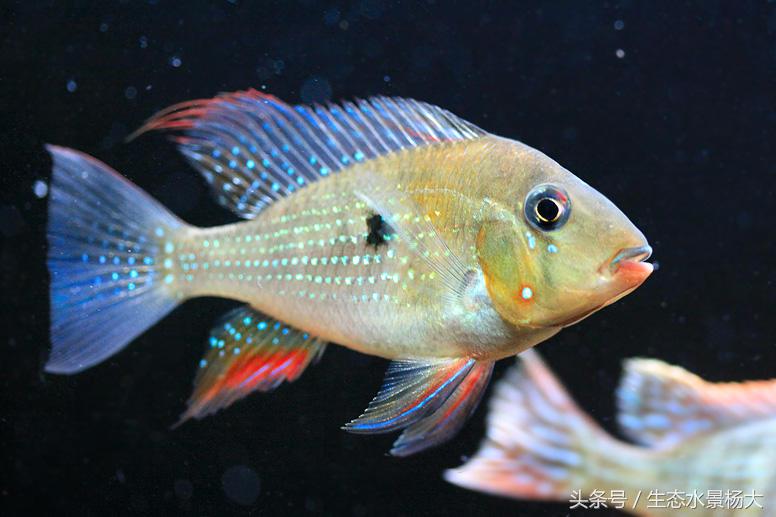 哪些慈鲷是食土鲷,食土鲷和慈鲷能混养么