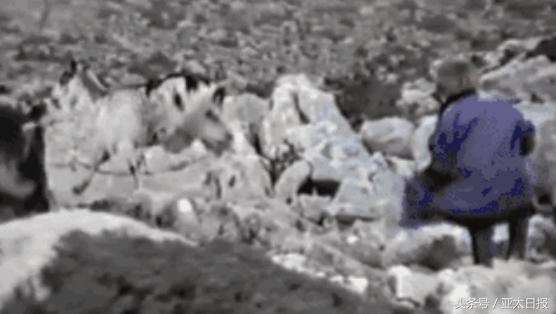 魔笛莫德里奇为什么叫放羊娃,魔笛莫德里奇克罗地亚几号球衣