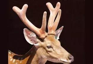 李春义｜身边人备受乳腺增生、前列腺增生的困扰，您想过尝试药食同源的鹿角盘粉吗？