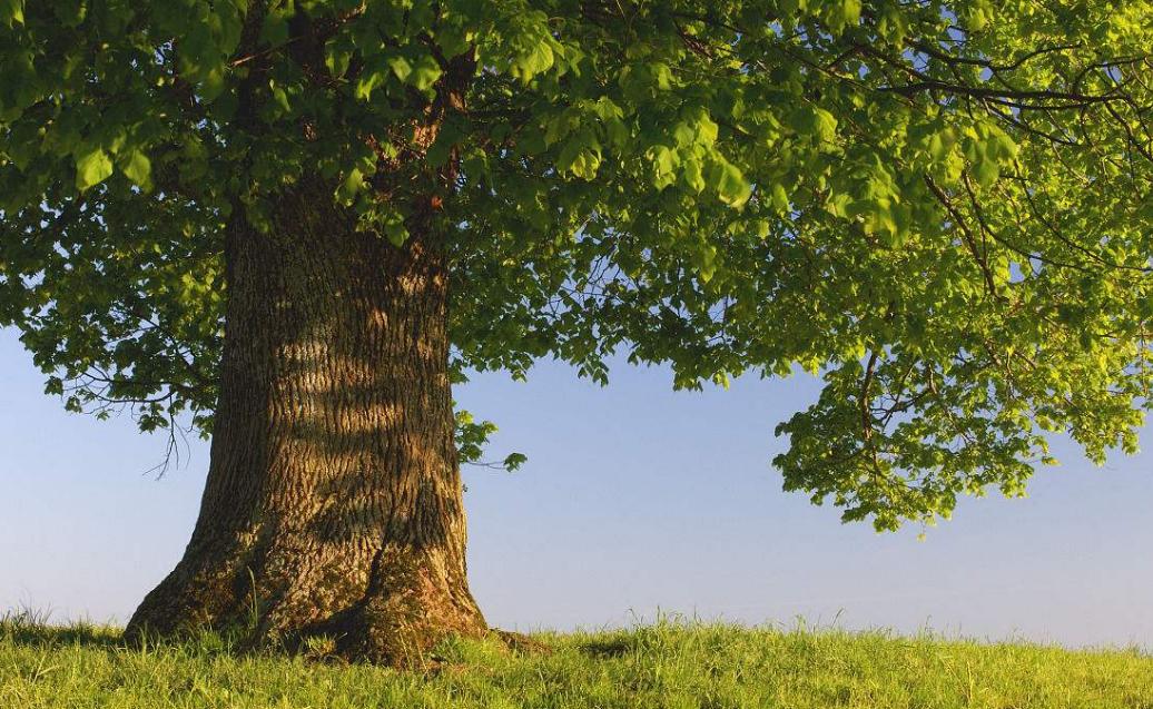 菩提子手串各种纹路图片,各类型的菩提子手串图片