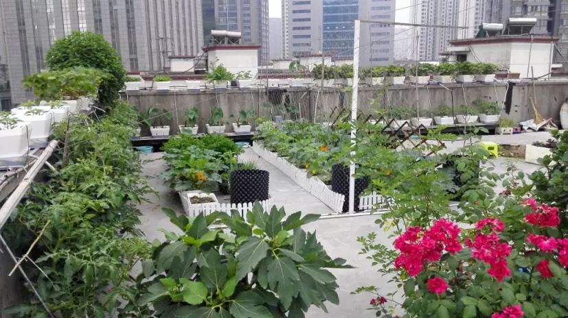 楼顶菜园土层多厚好,顶楼菜园如何防风
