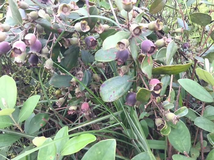 山稔子价格,山稔子根10斤泡多少斤酒