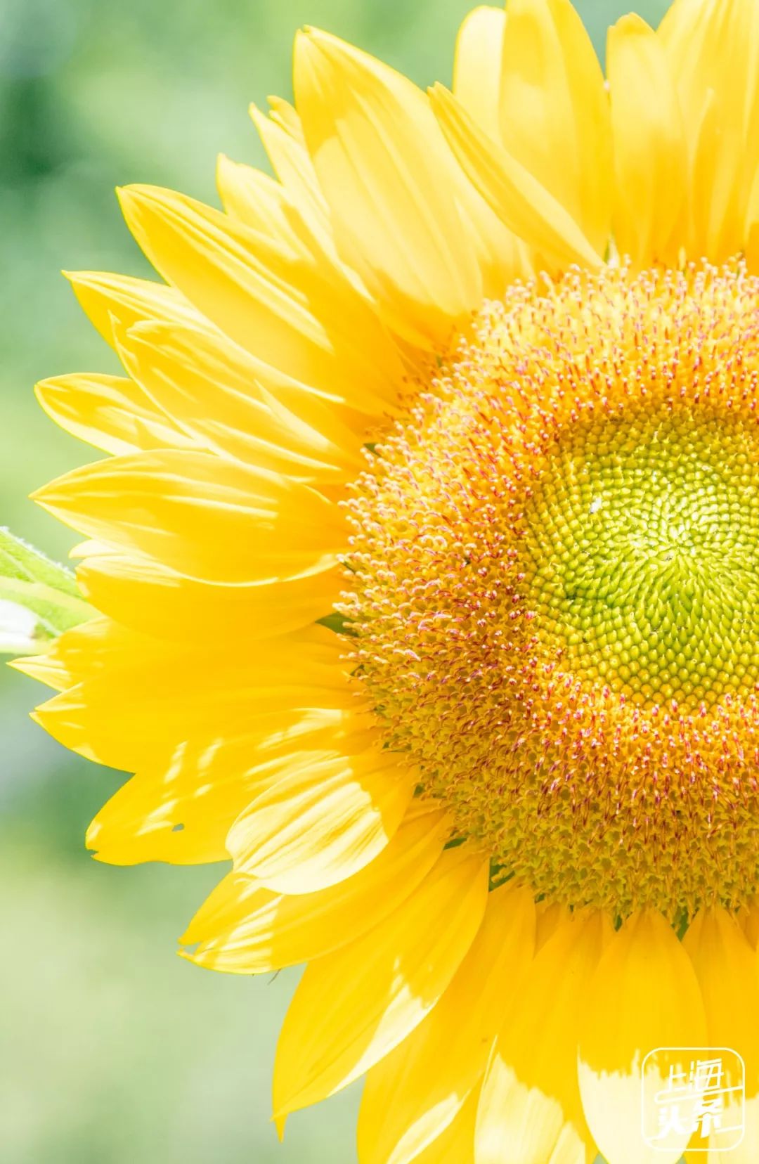 向日葵花海上海旅游攻略,上海市中心有一片向日葵花海