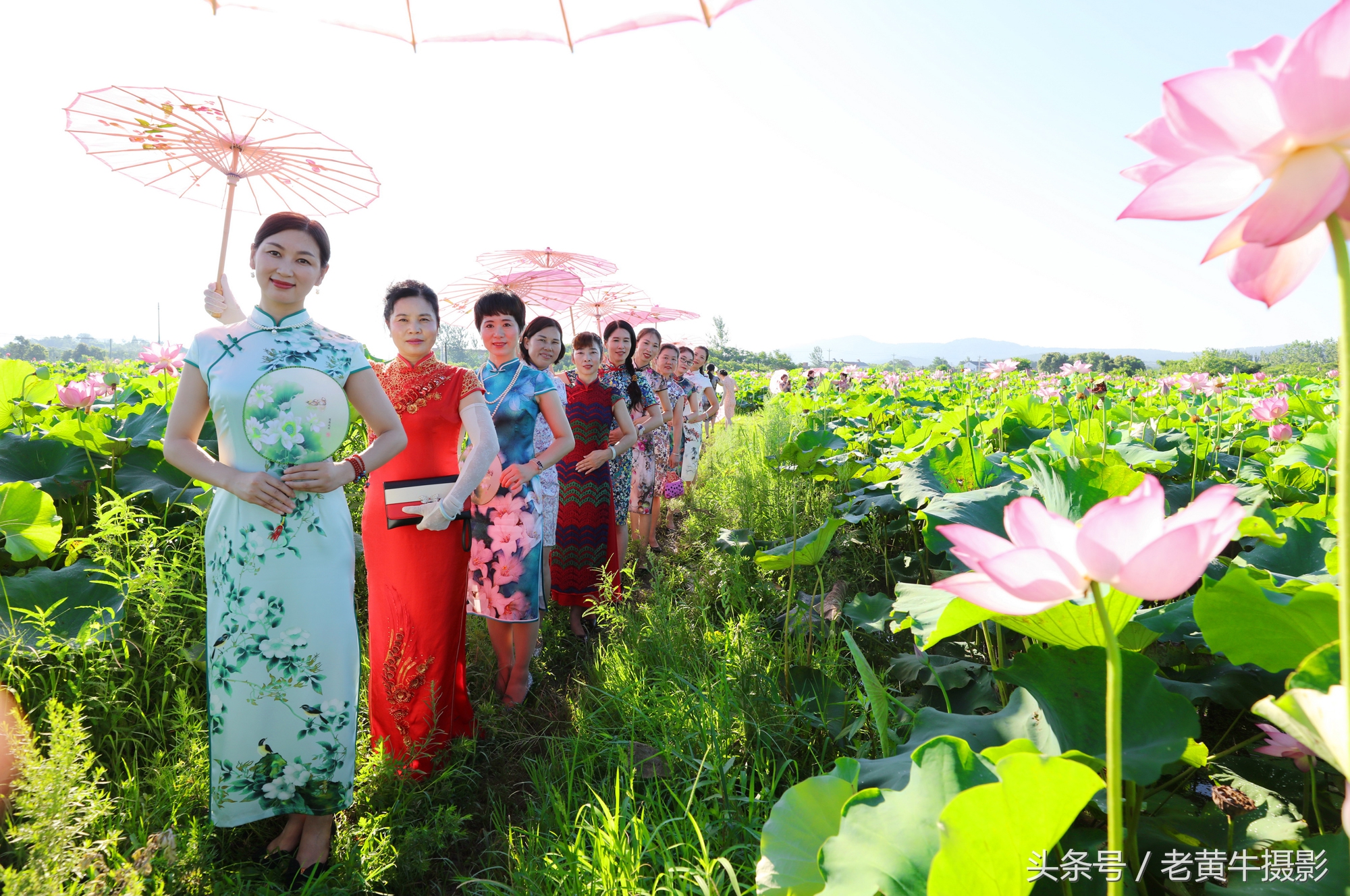 京山老年旗袍秀视频,月季园旗袍走秀