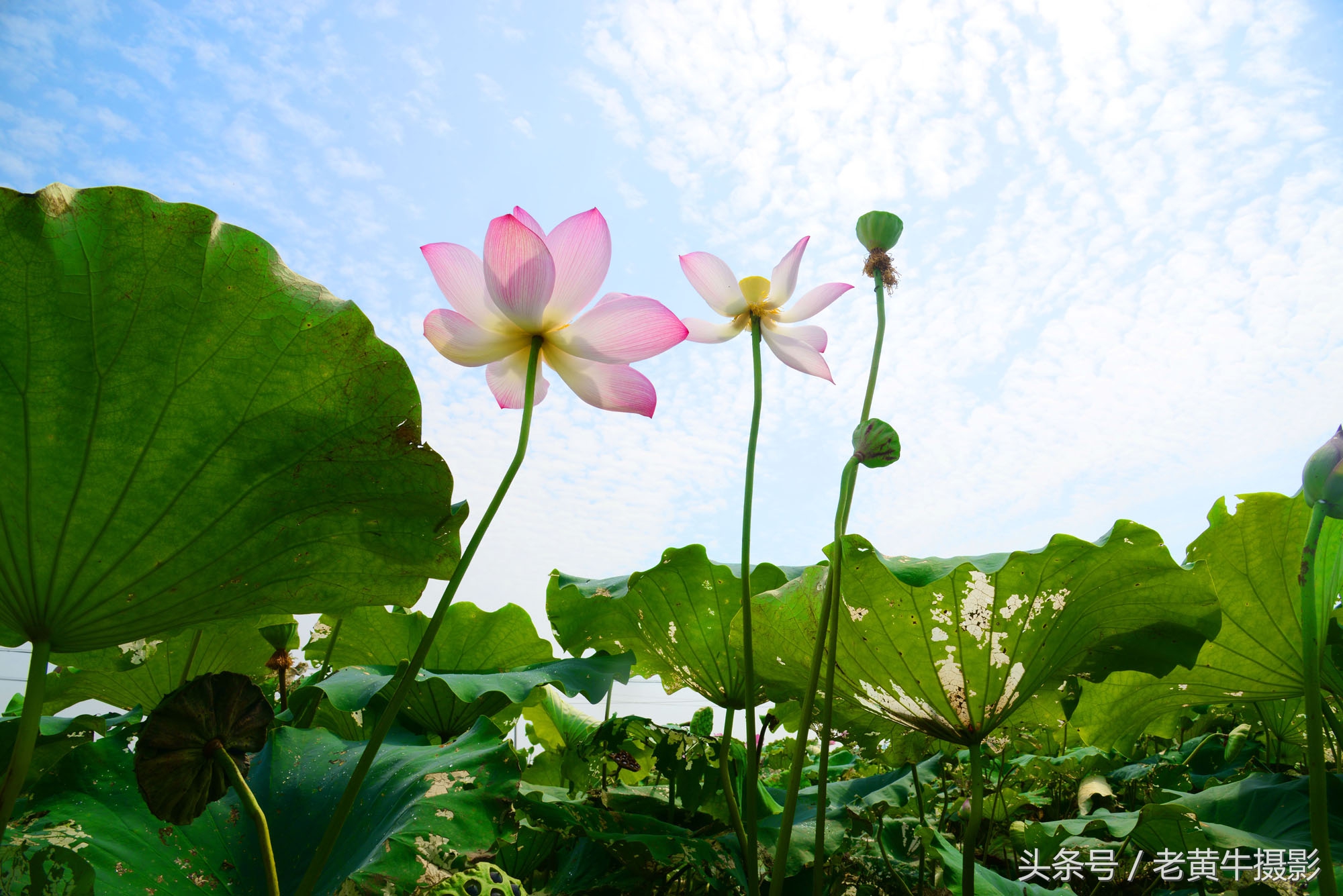 京山老年旗袍秀视频,月季园旗袍走秀